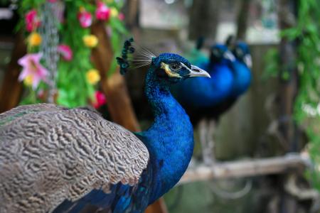 孔雀, 鸟, 花, 蓝知更鸟, 生活自然, 美, 动物园