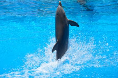 海豚, 游泳, 水, 蓝色, 跳转, 如何, 海豚馆
