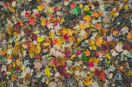 秋天, 秋天的落叶, 多彩, 色彩缤纷, 干枯的树叶, 地面, 叶子