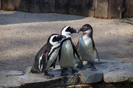 企鹅, 水鸟, 动物园
