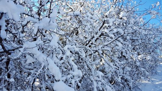 雪, 树木, 冬天, 感冒, 自然, 冰, 森林