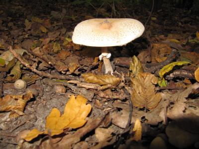 森林, 蘑菇, 秋天, 在秋天的, 自然, 真菌, 蘑菇