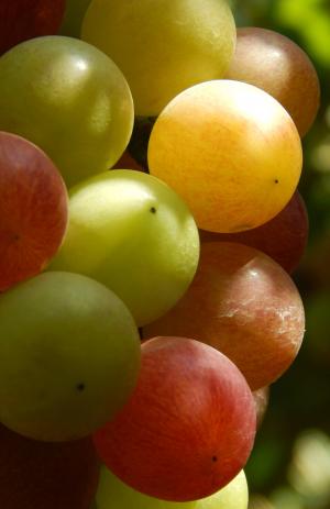 葡萄, 水果, 自然, 健康, 红色, 多汁, 营养