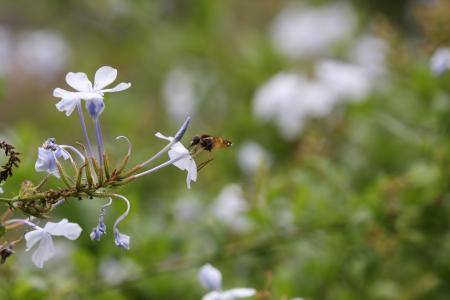 蜜蜂, 蜂蜜, 花粉, 自然, 花