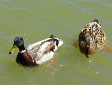 鸭, 河, 绿头鸭, 水禽, 自然, 池塘, 鸭子湖