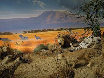 动物, 模型, 展览, 显示, 斑马, 鬣狗, 狮子