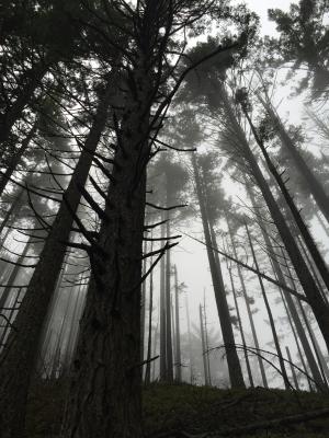 森林, 雾, 树木, 徒步旅行