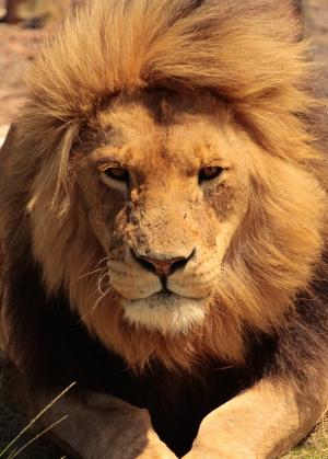 狮子, 非洲, 眼睛, 野生动物园, 自然, 猫, 野生动物