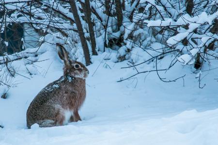 冬天, 野兔, 毛皮, 雪