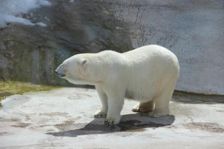 熊, 白熊, 动物园, 夏季, 动物, 动物, 北极熊