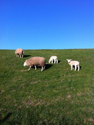 羊, 堤防, deichschaf, 北海