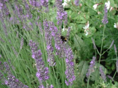 熏衣草, 大黄蜂, 蜜蜂, 花, 花园, 紫色