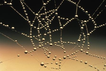 蜘蛛网, 露珠, 水滴, 水, 自然, 模式, 宏观