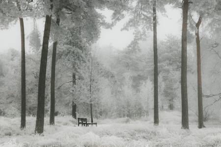 冬天, 雪, 森林, 自然, 白色, 景观, 树