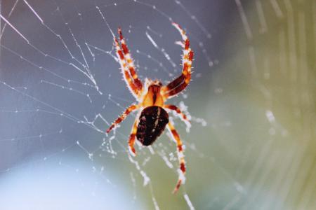 蜘蛛, 蜘蛛网, 真圆球织布, 自旋, 蛛形纲动物, 动物, 动物