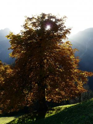 树, 板栗, 板栗树, 回光, 秋天, 金, 光