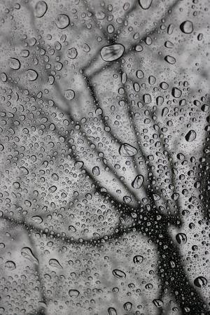 雨, 滴眼液, 玻璃, 树, 水, 液体, 自然