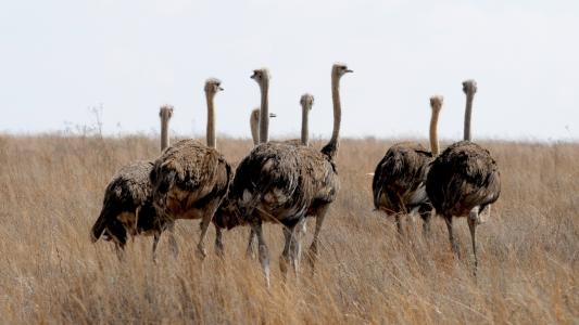 南非, 鸵鸟鸟, 野生动物摄影, 运行, 野生动物, 野生动物, 鸵鸟