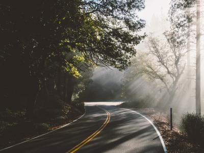 巷道, 有雾, 森林, 旅行, 曲线, 道路, 树