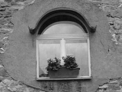 窗口, 孤独, 孤独, 黑色和白色, 植物, 玻璃, 反映