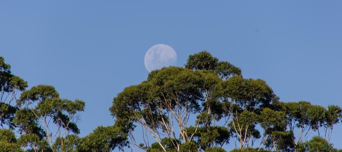 月亮, 天空, 树木, 蓝色, 澳大利亚