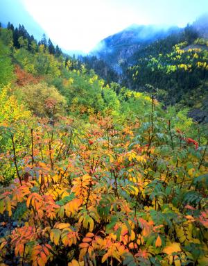 白杨, 秋天, 科罗拉多州, 树, 黄色, 森林, 秋天