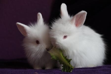 兔子, 小, 可爱, 吃, 饿了, 白色, 宠物