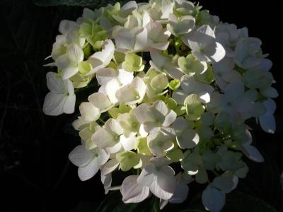 白色, 绣球花, 花, 花朵, 花束, 束, 小小