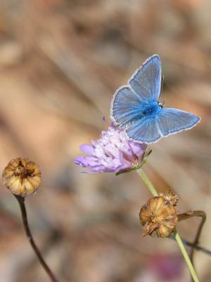 蝴蝶, polyommatus 伊卡洛斯, 蓝色的蝴蝶, libar, 野生花卉, blaveta 公社
