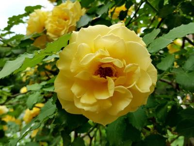 黄玫瑰, 美丽, 上升, 自然, 玫瑰-花, 花瓣, 植物