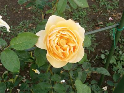 上升, 奶油色, 玫瑰花园