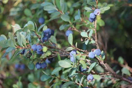蓝莓, 蓝莓树枝, 野生浆果, 树枝, 水果, 自然, 分公司