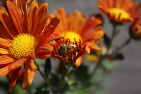 蜜蜂, 花, 昆虫, 蜂蜜蜂, 花粉, 花蜜, 开花