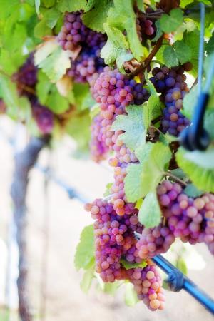 酿酒葡萄, 紫葡萄, 葡萄, 葡萄树, 葡萄园, 葡萄, 葡萄簇