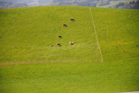 alm, 牧场, 母牛, 基姆, 绿色, 围栏, 母牛