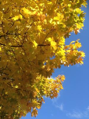 叶子, 秋天, 秋金, 黄色的树叶, 折叠