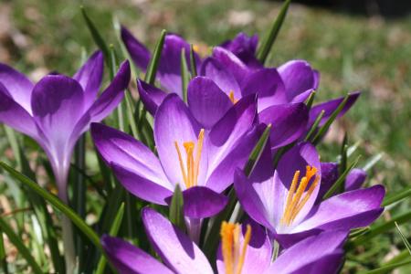 番红花, 春天, 紫色, 花, 绽放, 自然, 草