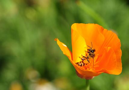 蜜蜂, 昆虫, 关闭, 宏观, 自然, 花, 授粉