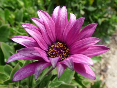 花, 紫色的小花, 黛西, 花瓣, 美, 详细, 花瓣