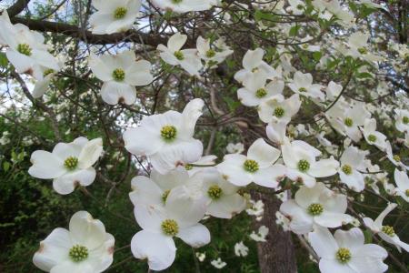 山茱萸开花, 春天, 花, 白色