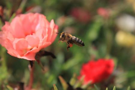 蜜蜂, 飞行, 花, 蜂蜜, 昆虫, 夏季