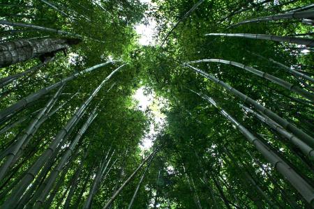 竹, 竹林, 竹子植物, 热带森林, 叶子, 森林, 树木