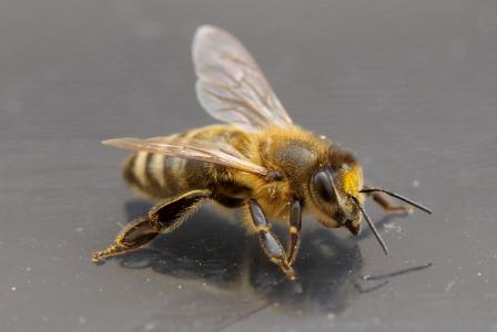 蜜蜂, 昆虫纲, 翅膀, 对面, 详细, 一种动物, 野生动物