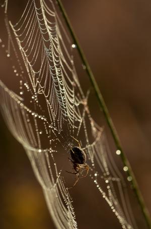 蜘蛛, 网络, 昆虫, 自然, 水一滴