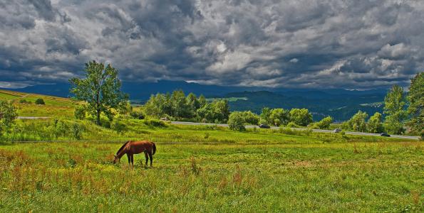 孤独的马, 牧场, 暴风雨前, 草甸, 草, 自然, 视图