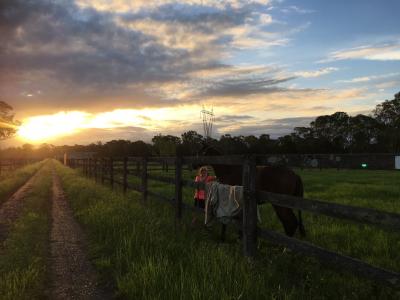 马, 围场, 澳大利亚