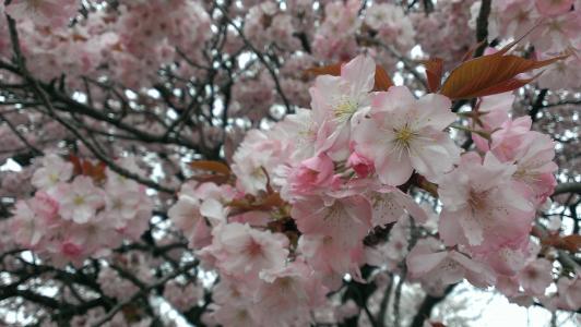 樱桃, 春天, 野生樱桃树