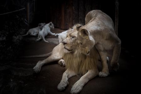 狮子, 母狮, 白狮子, 大猫, 鬃毛, 眼睛, 自然