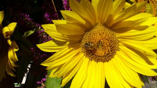 蜜蜂, 授粉, 昆虫, 太阳花, 关闭, 开花, 绽放