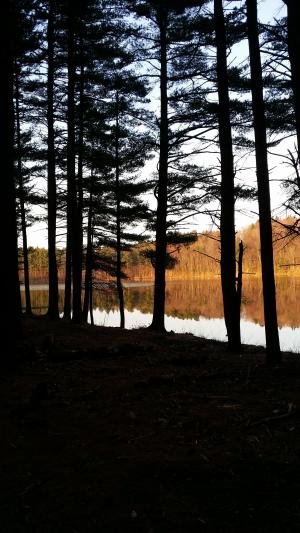 背光, 春天, pondside, 松树, 自然, 树, 森林